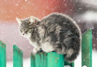 Un chat gris assis sur un portail sous la neige
