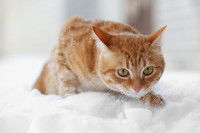 Un chat roux marche dans la neige