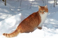 Un chat roux et blanc marche dans la neige