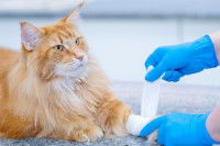 Un vétérinaire fait un pansement à la patte d'un Maine Coon blessé