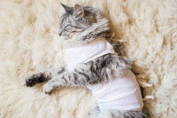 Un chat tigré avec un pansement à la suite d'une opération