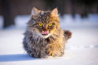 Un chat à poil long joue dans la neige