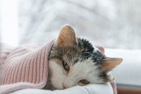 Un jeune chat qui a froid se repose sous une couverture