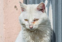 Un chat blanc avec des signes d'infection sous les yeux