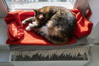 Un chat tricolore dort au chaud sur une couverture devant une fenêtre