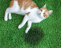 Les causes de l’incontinence chez le chat