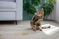 Un chat tigré a fait pipi dans le salon