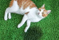 Un chat roux et blanc a fait pipi sur la moquette