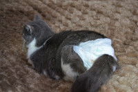 Un chat avec une couche est allong&eacute; sur un canap&eacute;