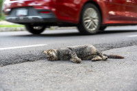 Un chat a &eacute;t&eacute; heurt&eacute; par une voiture