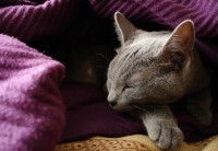 Un chat malade couch&eacute; sous une couverture
