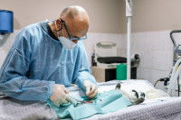 Un v&eacute;t&eacute;rinaire en train d'op&eacute;rer un chat