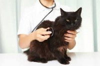 Le traitement de l'incontinence du chat