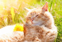 Un chat roux couché dans l'herbe en plein soleil
