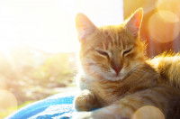 Un chat roux installé au soleil