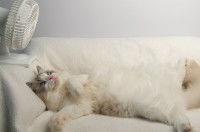 Un chat sur un canapé se repose sous un ventilateur