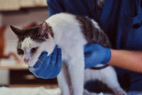Un vétérinaire examine un chat avec un stéthoscope
