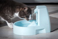Un chat gris et blanc boit dans une fontaine à eau