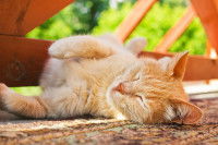 Un chat roux se repose au soleil
