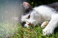 Un chat se sent mal au soleil