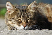 Un chat tigré se sent mal au soleil