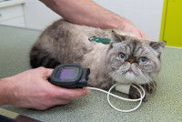 Un vétérinaire mesure la tension d'un chat cardiaque