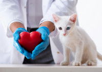 Un vétérinaire tient un coeur en plastique à côté d'un chat blanc