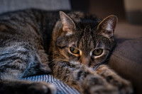 Un chat tigré est allongé sur un canapé