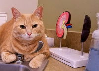 Un gros chat roux allongé à côté d'une maquette de reins