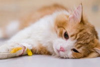 Un chat roux et blanc avec une perfusion à la patte