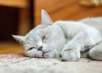 Un chat gris malade allongé sur un tapis au sol