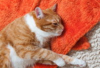 Un chat roux et blanc malade allongé sur une couverture rouge