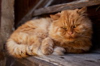Un gros chat roux de type Persan