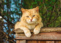Un chat roux dans le jardin