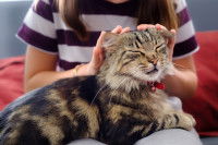 Une femme fait un câlin à son chat