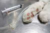 Un chat avec une perfusion à la patte et une seringue vide à côté