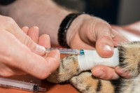 Une vétérinaire fait une prise de sang à un chat