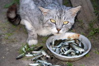 Un chat mange des petits poissons crus