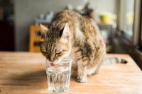 Un chat brun tabby boit dans un verre d'eau posé sur la table