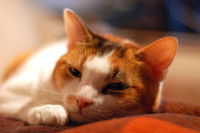 Un chat fatigué et malade allongé sur le lit