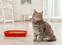 Un chat tigré gris assis sur le sol