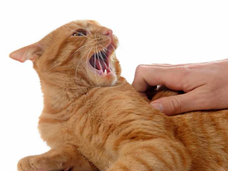 L Arthrose Du Chat Symptomes Diagnostic Et Traitement