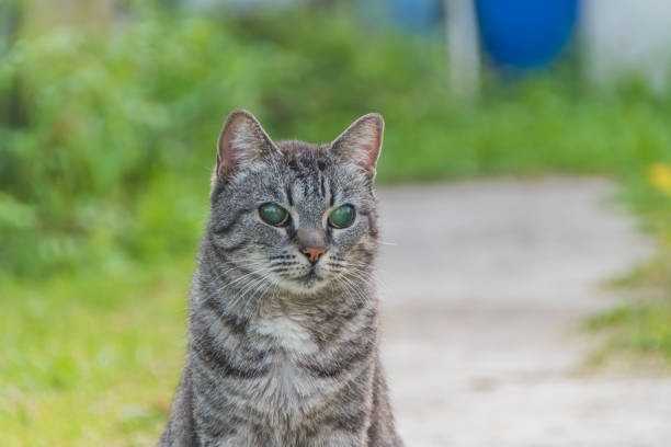 La Cataracte Chez Le Chat Causes Symptomes Traitement