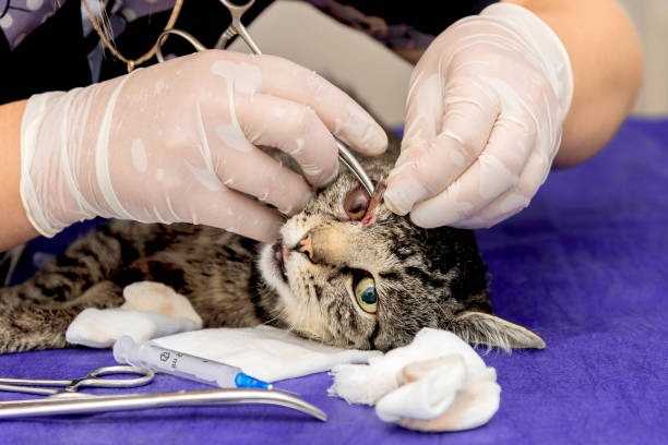 La Cataracte Chez Le Chat Causes Symptomes Traitement