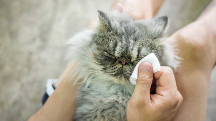 La Cataracte Chez Le Chat Causes Symptomes Traitement