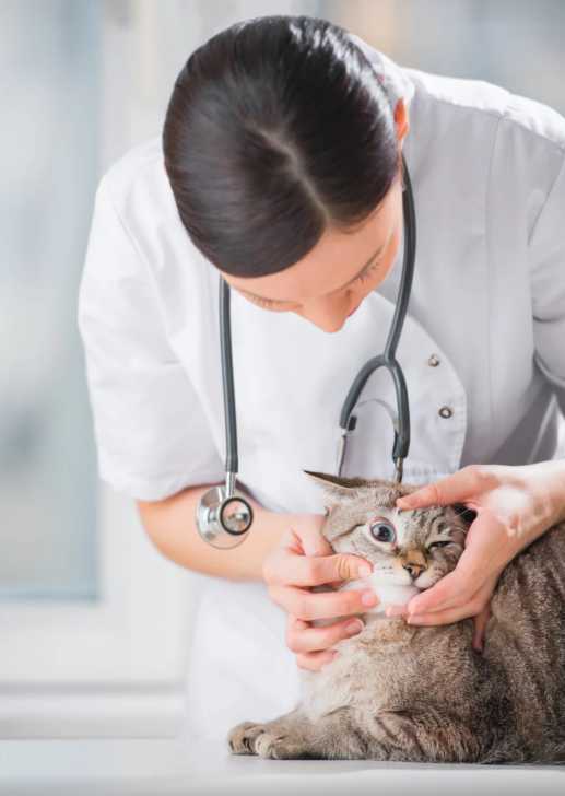 La Cataracte Chez Le Chat Causes Symptomes Traitement