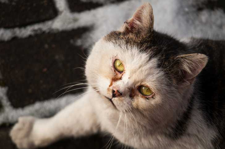 La Conjonctivite Chez Le Chat Symptomes Duree Et Traitement