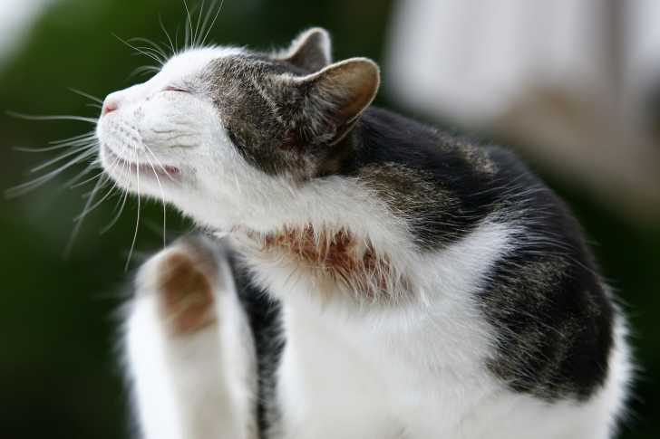 La Gale Des Oreilles Du Chat Causes Symptomes Et Traitement