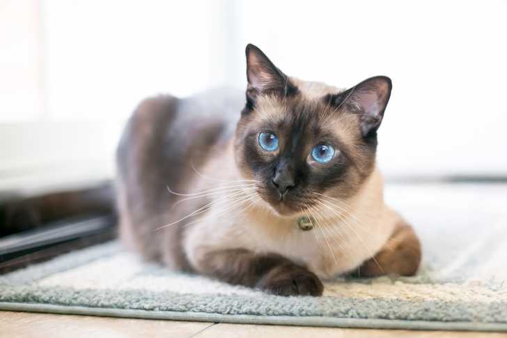 La Pancreatite Chez Le Chat Symptomes Diagnostic Traitement