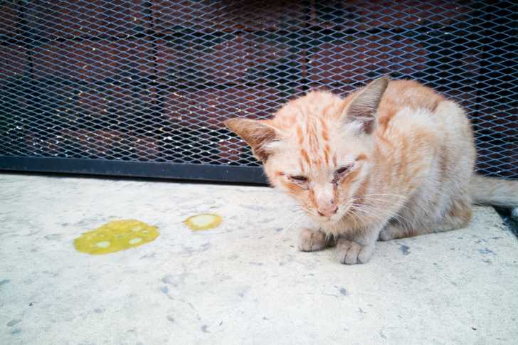 La Pancreatite Chez Le Chat Symptomes Diagnostic Traitement